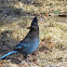 Stellar's Jay
