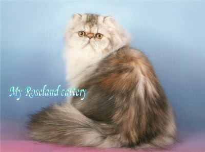 "My Roseland" Питомник персов серебристых и дымных окрасов. 883438b850b2