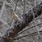 Chaffinch