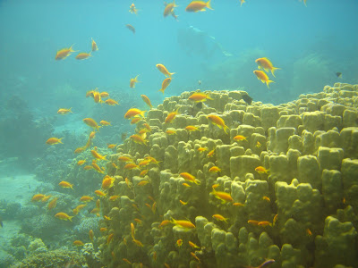 ダイバーになりました。