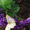 White Peacock