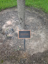 Steven Wayne Snyder Tree Memorial