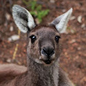 Western grey kangaroo