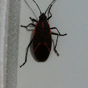 Boxelder Bug