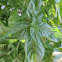 Sweet basil, Italian basil