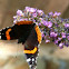 Red Admiral