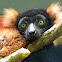 Red Ruffed Lemur