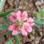 wild flower