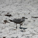 Sabine's Gull (?)