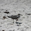 Sabine's Gull (?)