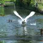 Swan