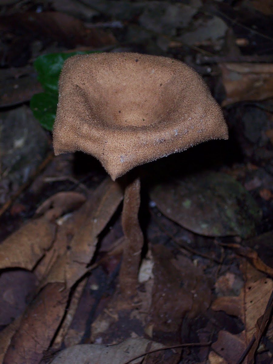 mushroom