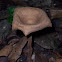 mushroom