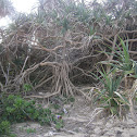 Common Screwpine