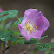 Wild Rose