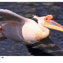 Great White Pelican