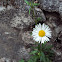 Erigeron