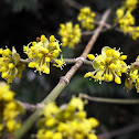 Cherry Plum, bloom