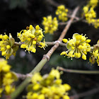 Cherry Plum, bloom