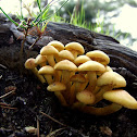sulphur tuft