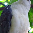 White-necked Hawk