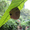 Wasp's Nest