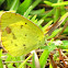 Little Yellow