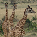 Giraffe