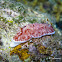 Reticulated Nudibranch