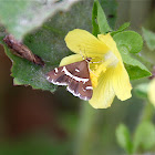 Beet Webworm