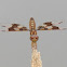 Eastern Amberwing