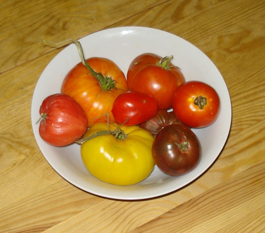 [tomatoes many colours_1[6].jpg]
