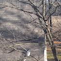 Blue jay