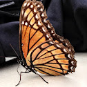 Viceroy