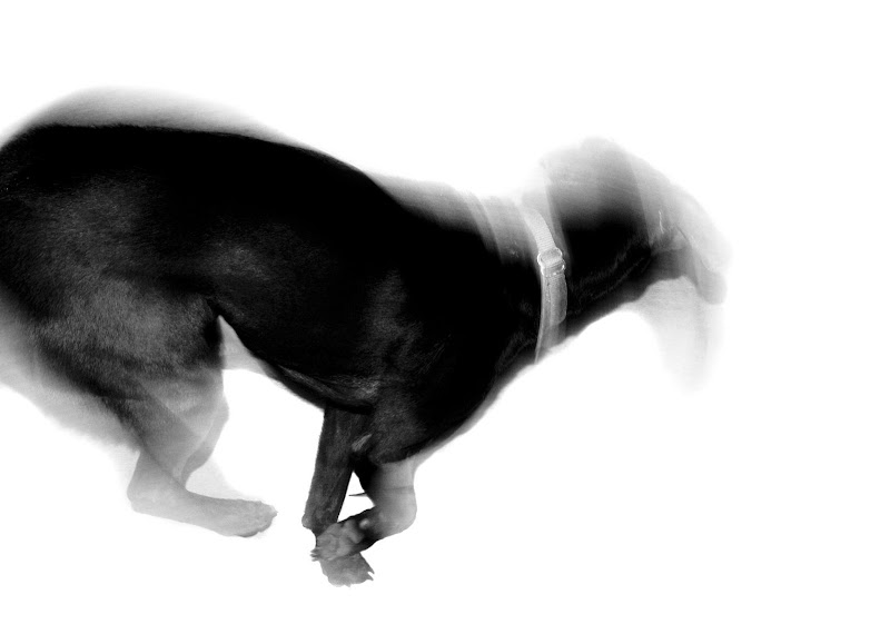 Dog motion blurry black and white background photojournalism