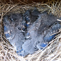 Bluebird (box #4, brood 1)