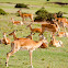 Impala