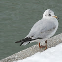Black-headed Gull