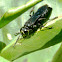 Wasp