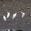Little Egret