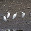 Little Egret