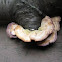 purple-edged toothlike polypore (Trichaptum biforme) [1 of 2]