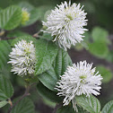 Witch Alder