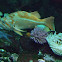 Canary Rockfish