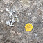 Lichen