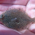 Northern Halibut