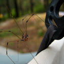 spider with really long feely-leg