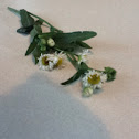 Fleabane