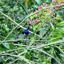 red legged honeycreeper