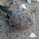 strange sand ball